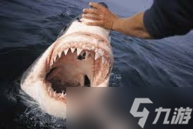 一条鲨鱼10年内大约能换掉多少颗牙齿截图
