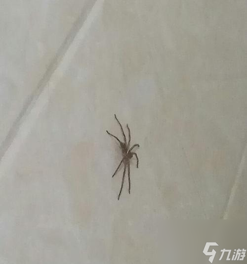 魔力宝贝蜘蛛巢穴位置在哪里?怎么前往蜘蛛巢穴?