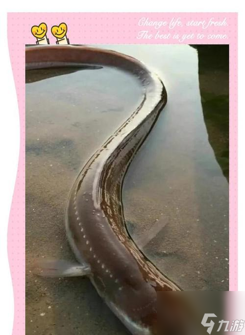 魔兽勇猛的电鳗哪里给 电鳗获取的具体在哪里是什么