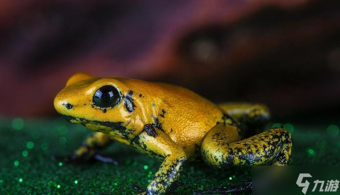 魔兽金蛙在哪里掉落最多?如何提高金蛙的掉落率?