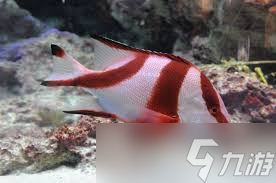 川纹笛鲷因何得名