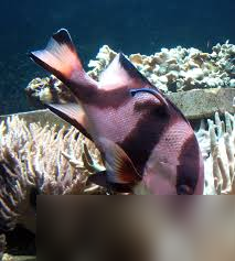 川纹笛鲷因何得名