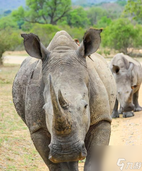 魔兽世界犀牛肉获取地点有哪些?