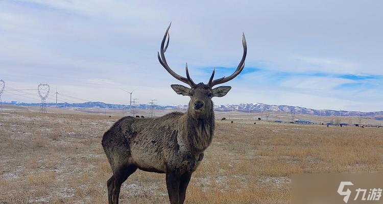 坦克世界怎么看马鹿?如何正确识别马鹿?