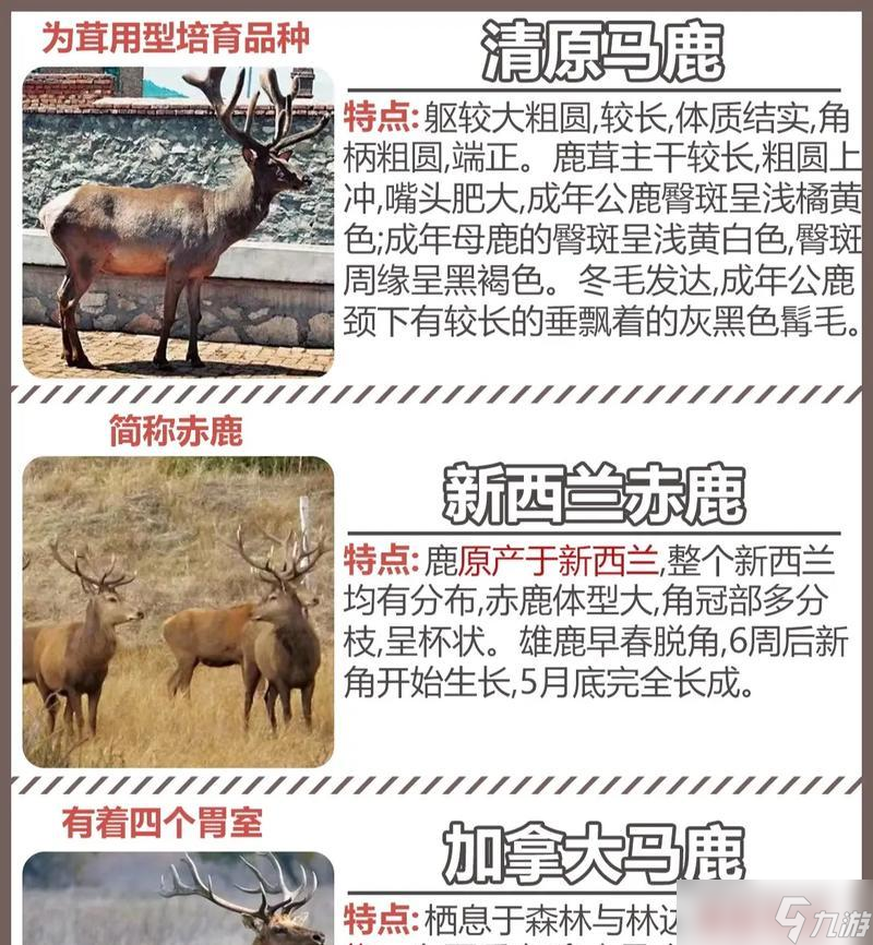 坦克世界怎么看马鹿?如何正确识别马鹿?