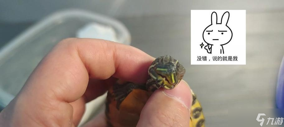 魔兽猎人如何捕捉乌龟宝宝?捕捉地点有哪些?