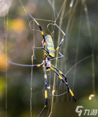 黄色蜘蛛在魔兽中哪里可以抓到?抓黄色蜘蛛的最佳地点是什么?