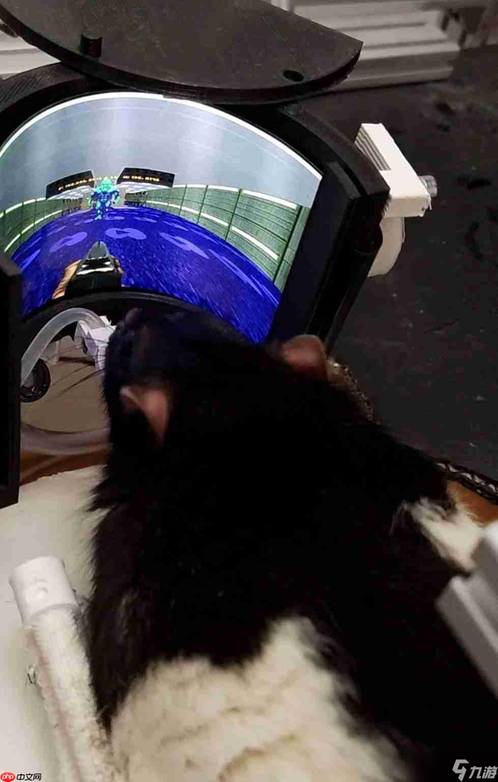 鼠鼠也是大鼠会玩电子游戏了！ 工程师用VR设备教会大鼠游玩《毁灭战士》