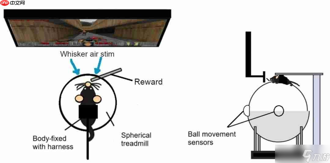 鼠鼠也是会玩电子游戏了！ 工程师用VR设备教会大鼠游玩《毁灭战士》