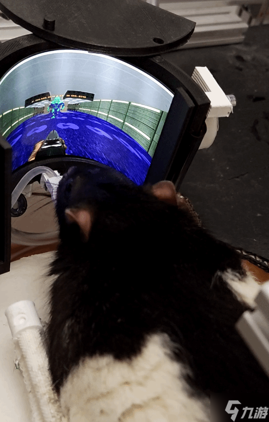 科学家开发让老鼠玩经典FPS游戏《毁灭战士》的VR设备