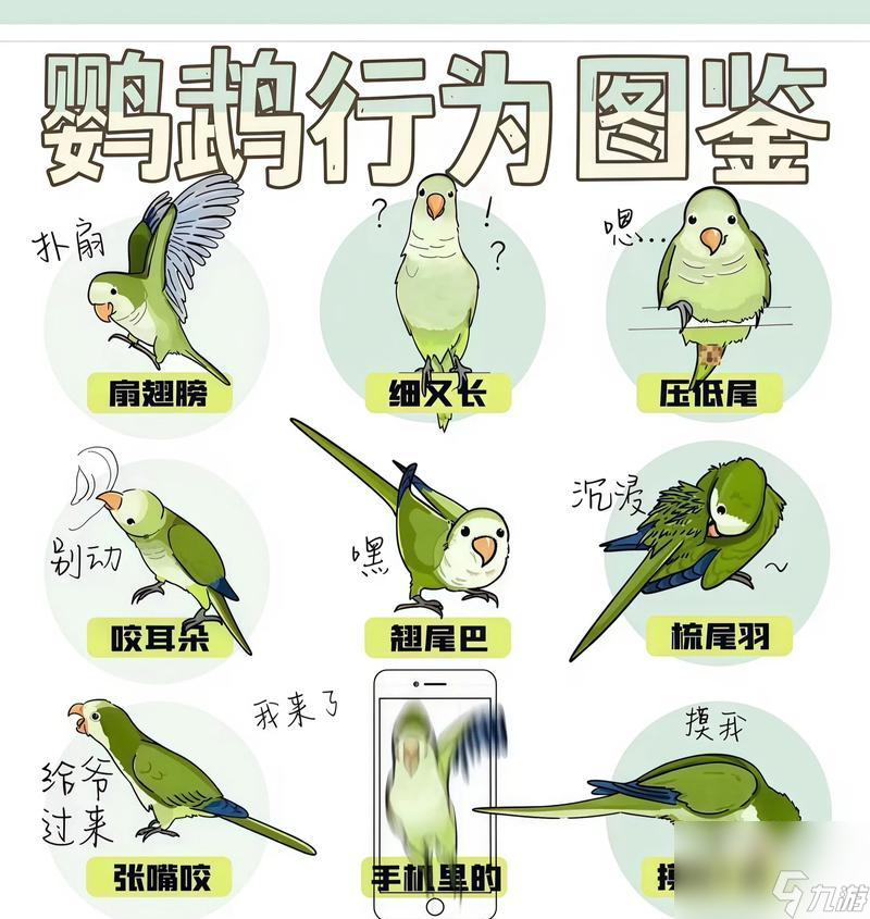 《泰拉瑞亚宠物鹦鹉的属性解析》 探索泰拉瑞亚世界中的鹦鹉宠物及其特性 