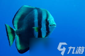 圆翅燕鱼幼鱼会模仿什么